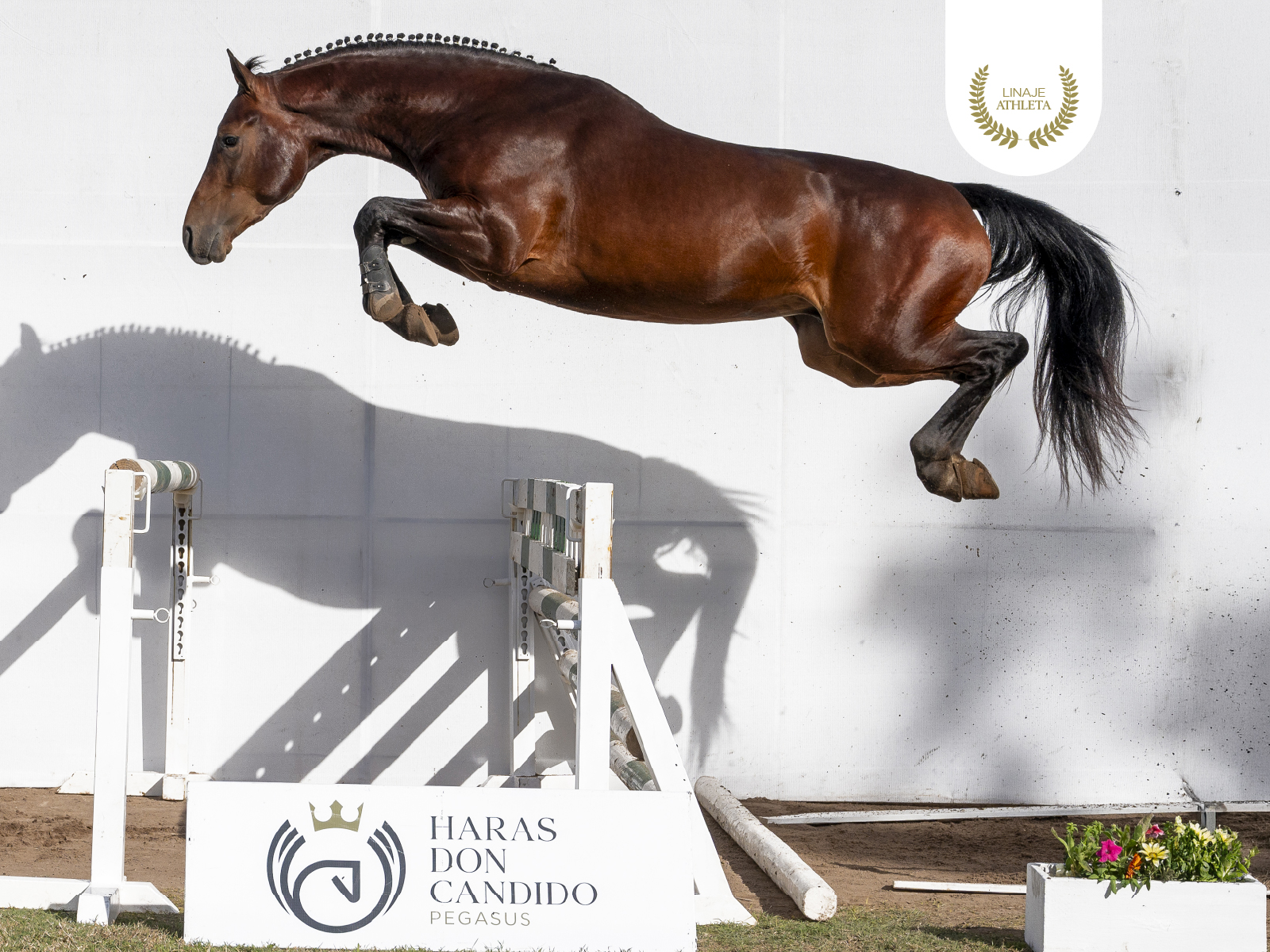 Pegasus Nadal